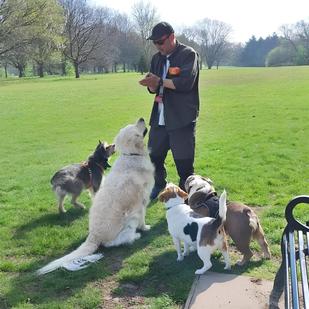 A walker in the park with four dogs sat around him, waiting on a treat