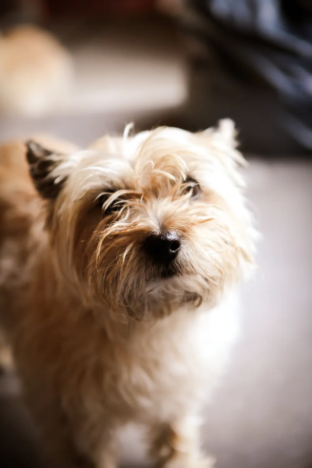 A dog resting indoors