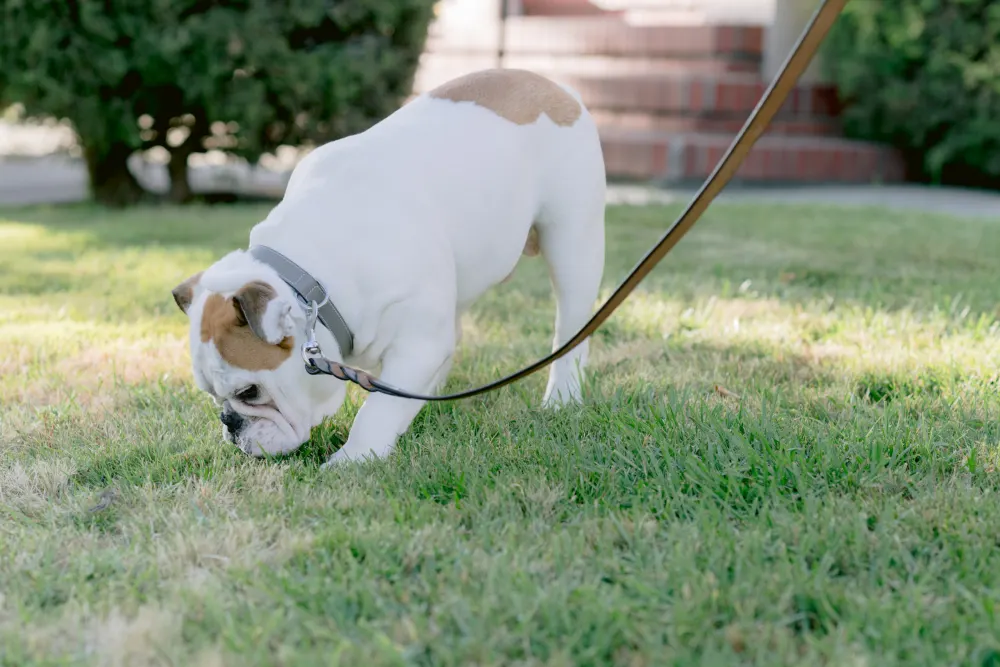 A dog walking outdoors