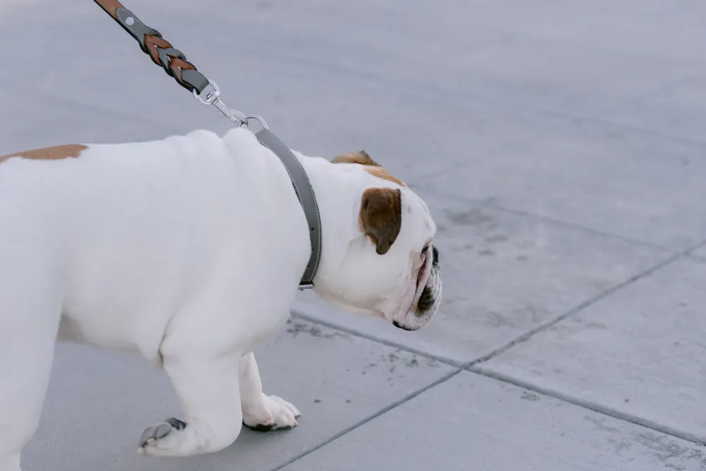 A dog lying down
